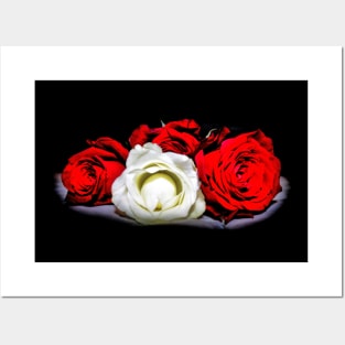 Red and White Roses Posters and Art